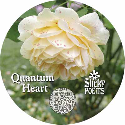 the beauty quantum poem
