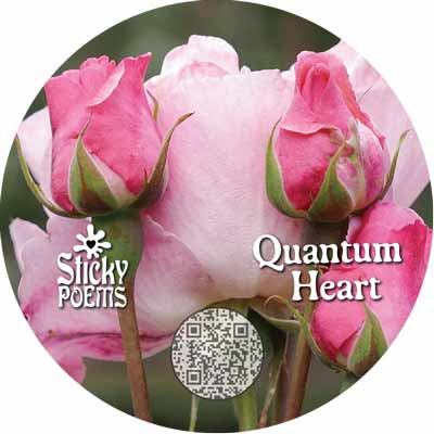 the beauty quantum poem